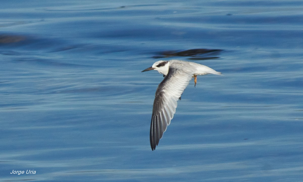 Least Tern - ML623937929