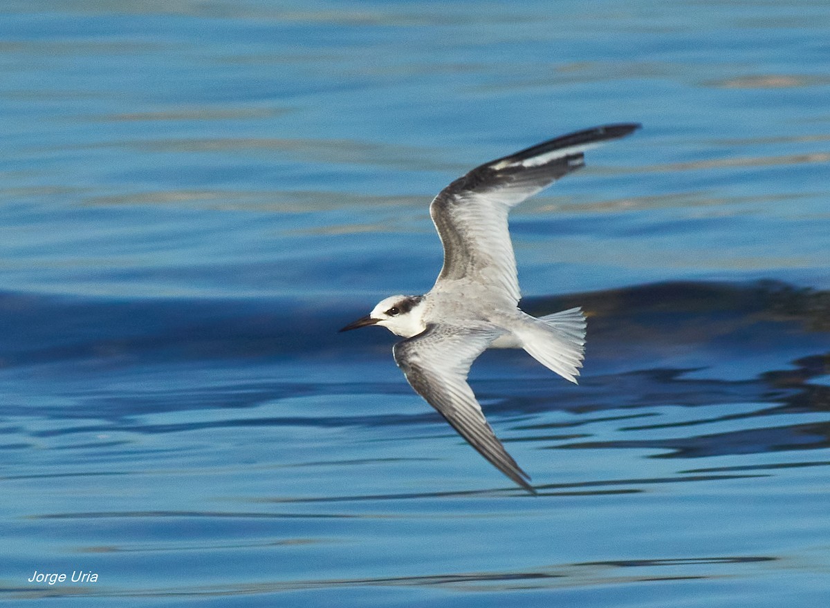 Least Tern - ML623937930