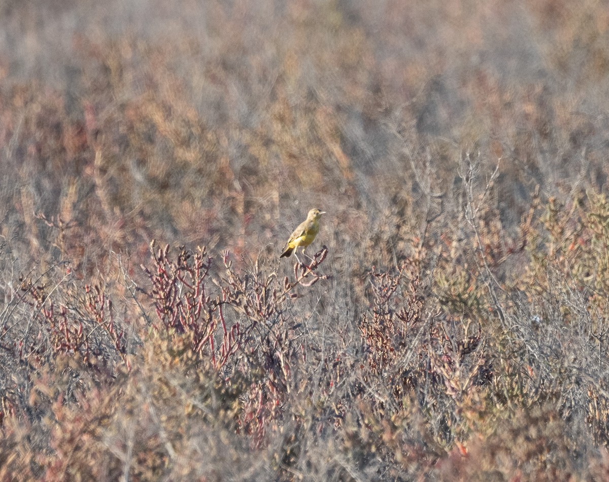 Yellow Chat - ML623937938