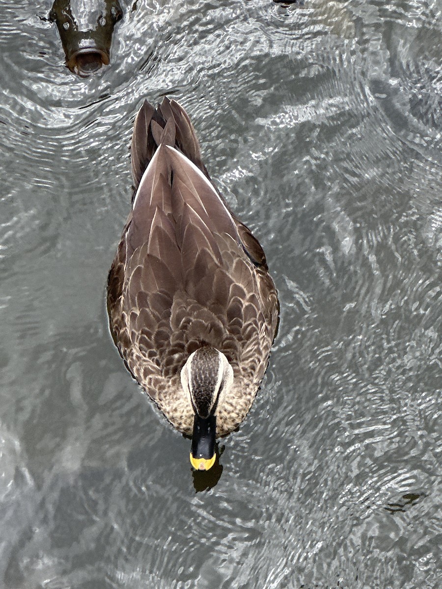 Eastern Spot-billed Duck - ML623937942