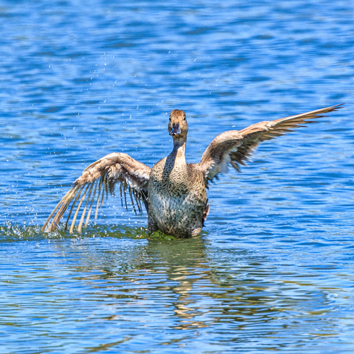 Northern Pintail - ML623937950