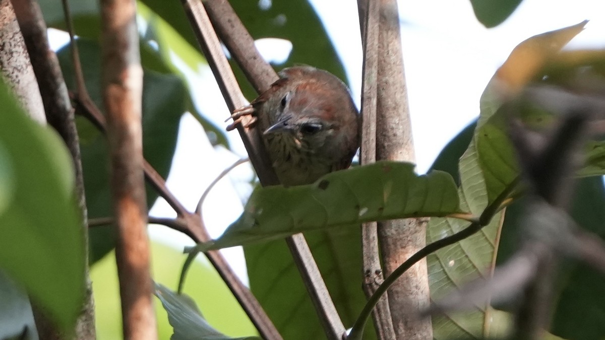 Pin-striped Tit-Babbler - ML623937980