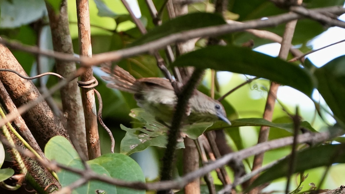 Pin-striped Tit-Babbler - ML623937981