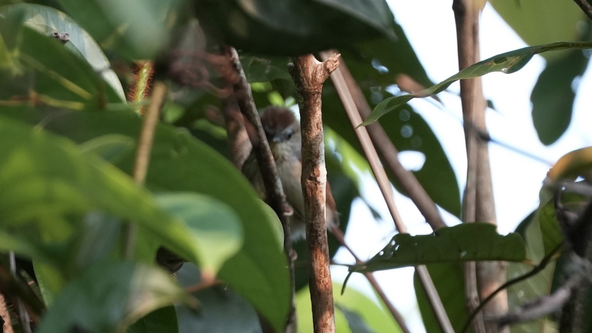 Pin-striped Tit-Babbler - Tien Jia Yu