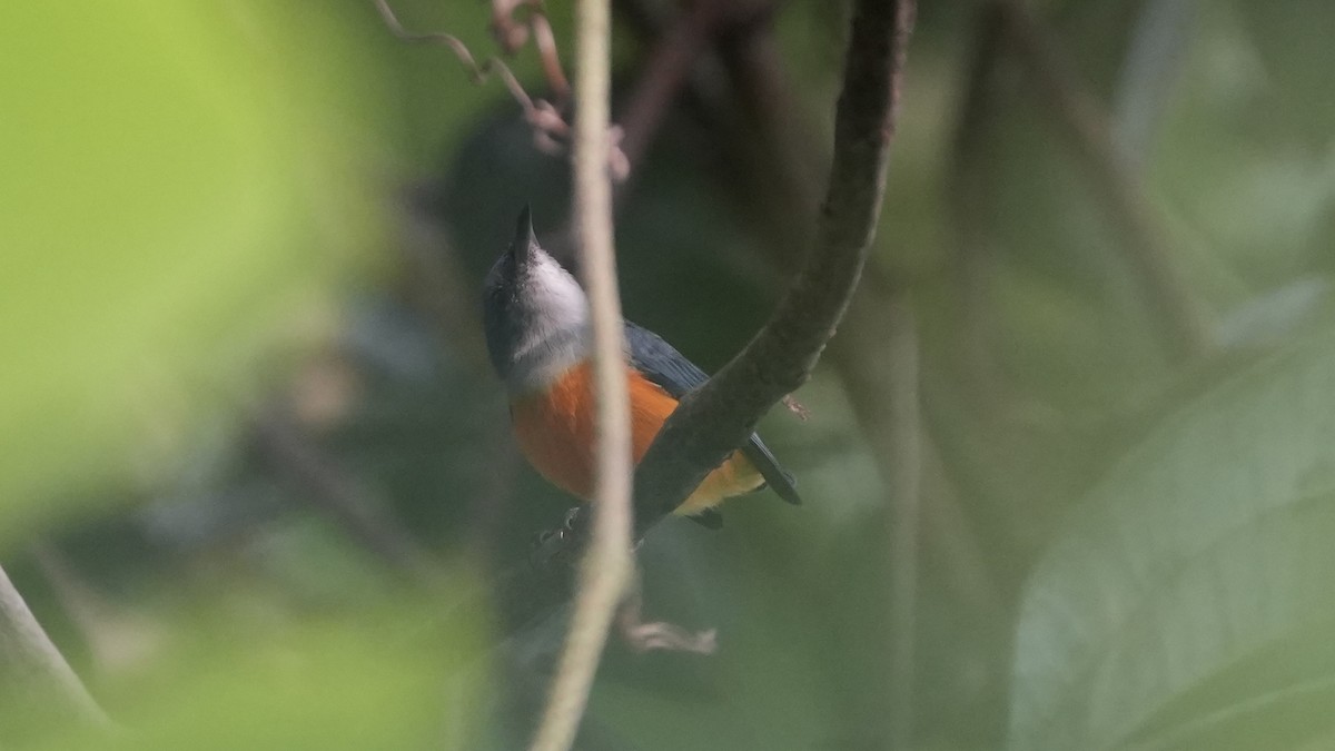 Orange-bellied Flowerpecker - ML623937983