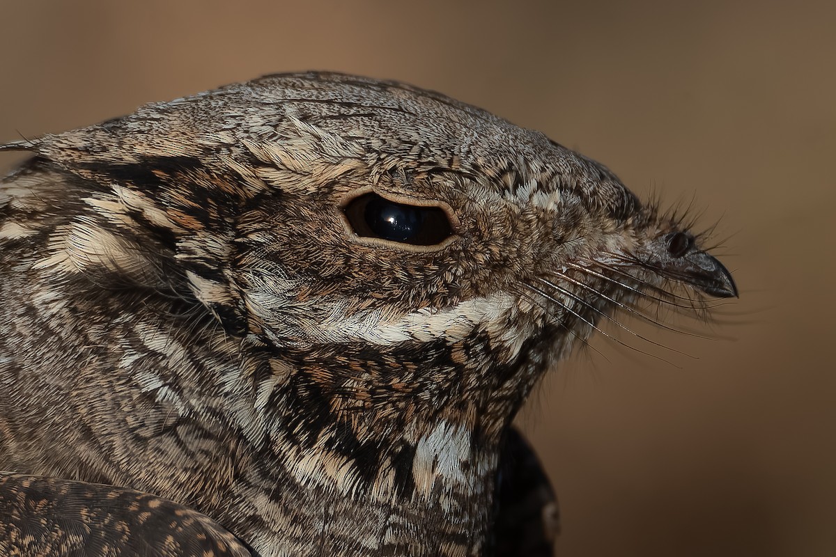 Eurasian Nightjar - ML623937997