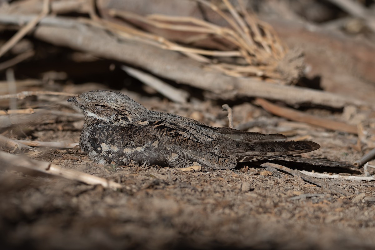 Eurasian Nightjar - ML623937999