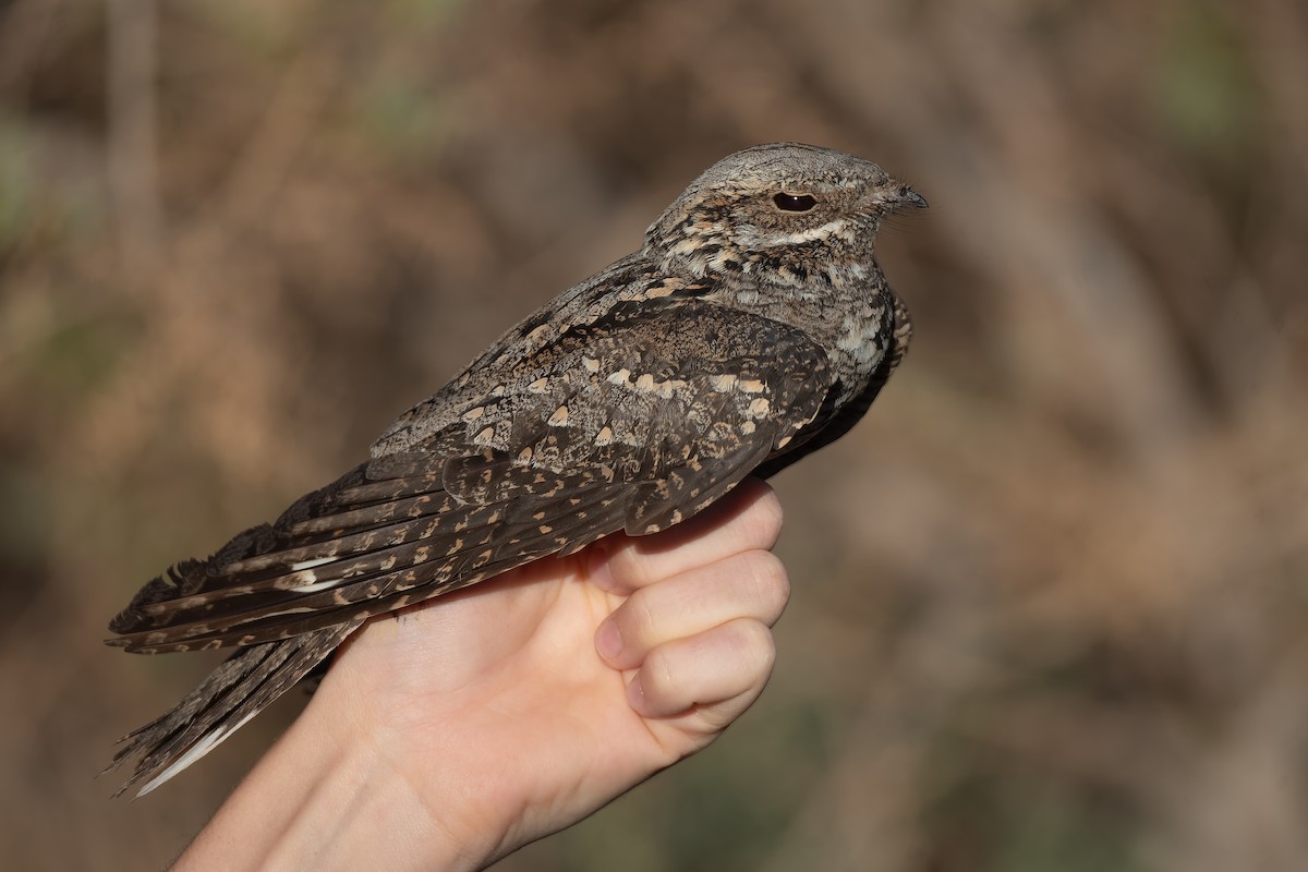 Eurasian Nightjar - ML623938000