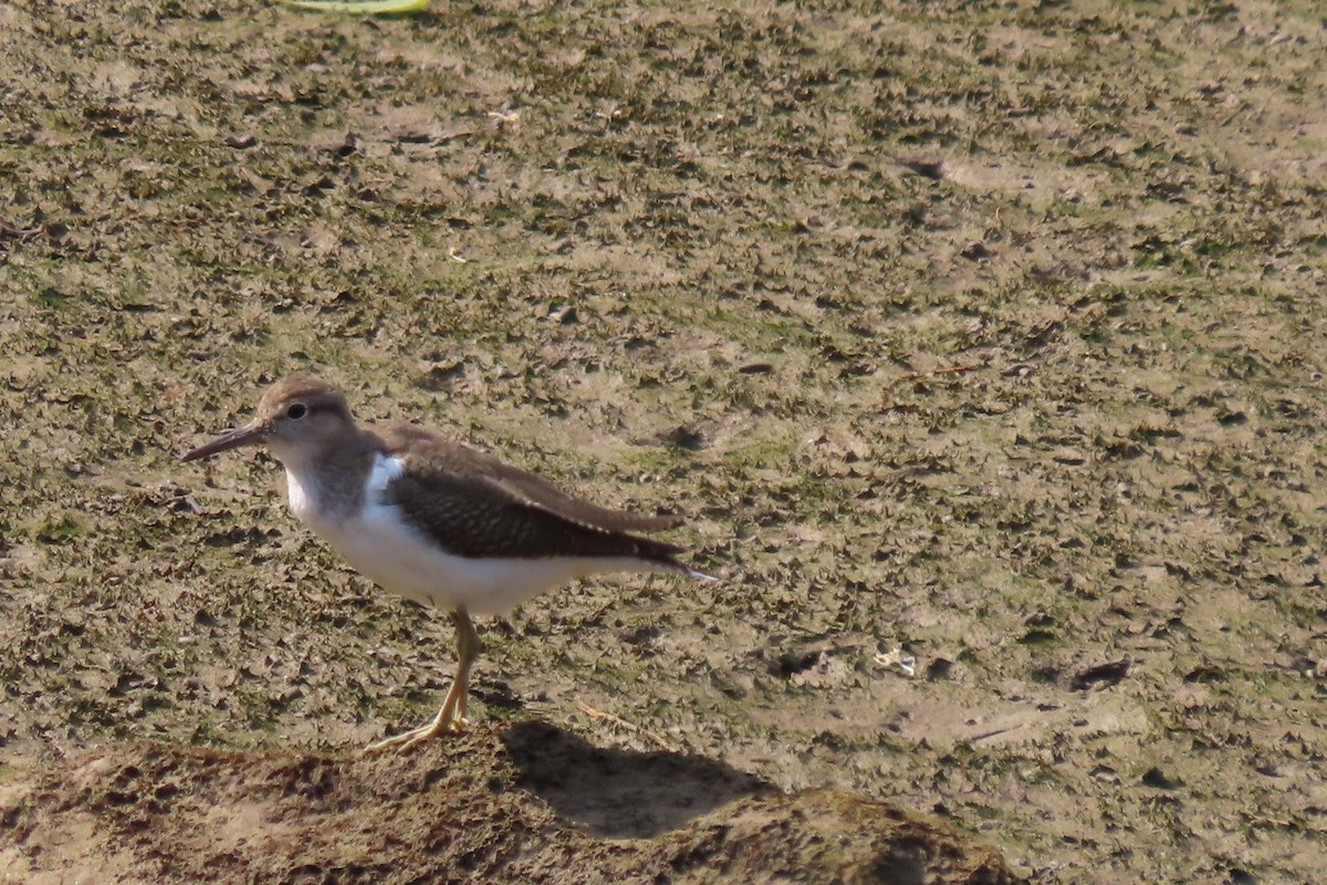 Common Sandpiper - ML623938008