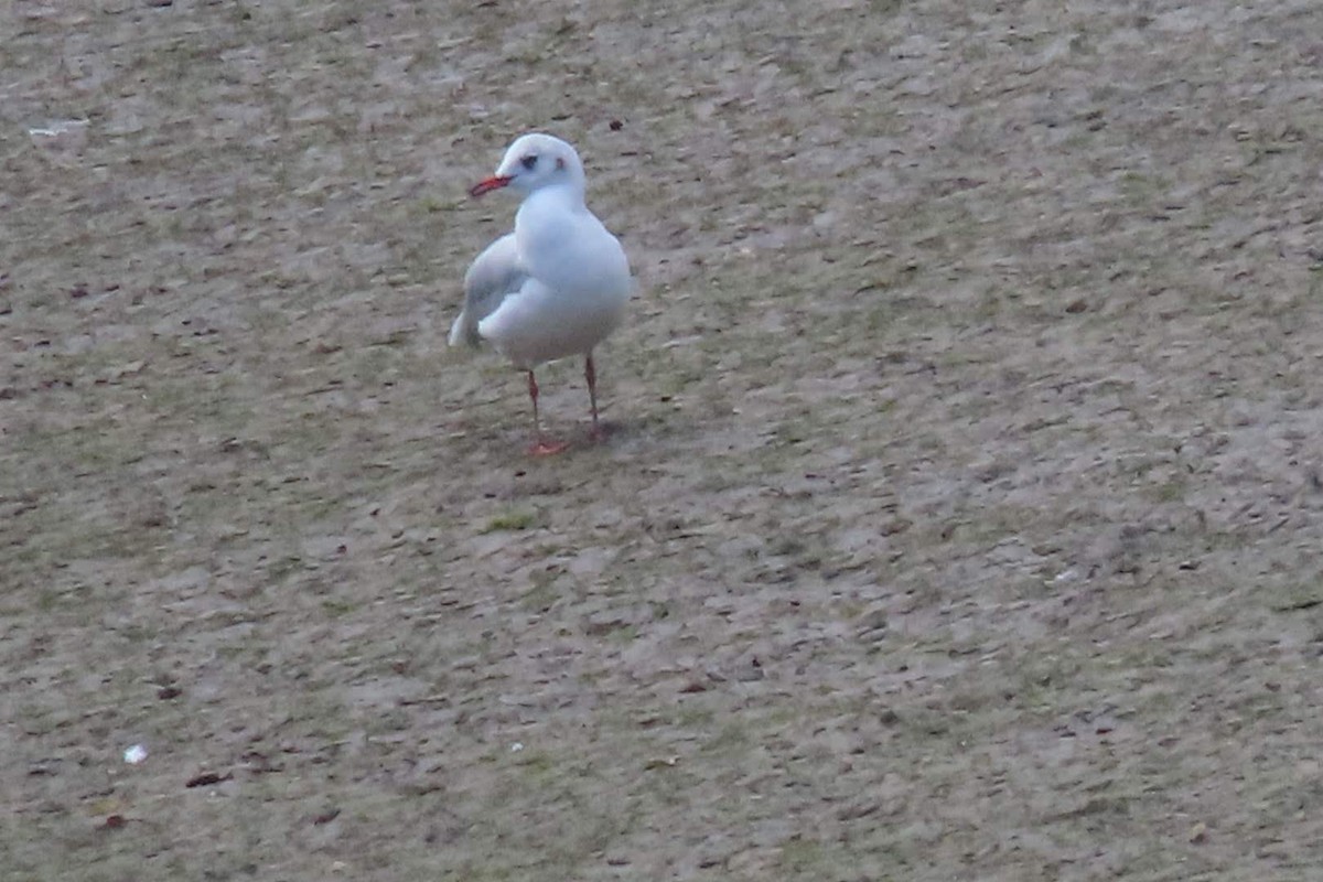 Black-headed Gull - ML623938010