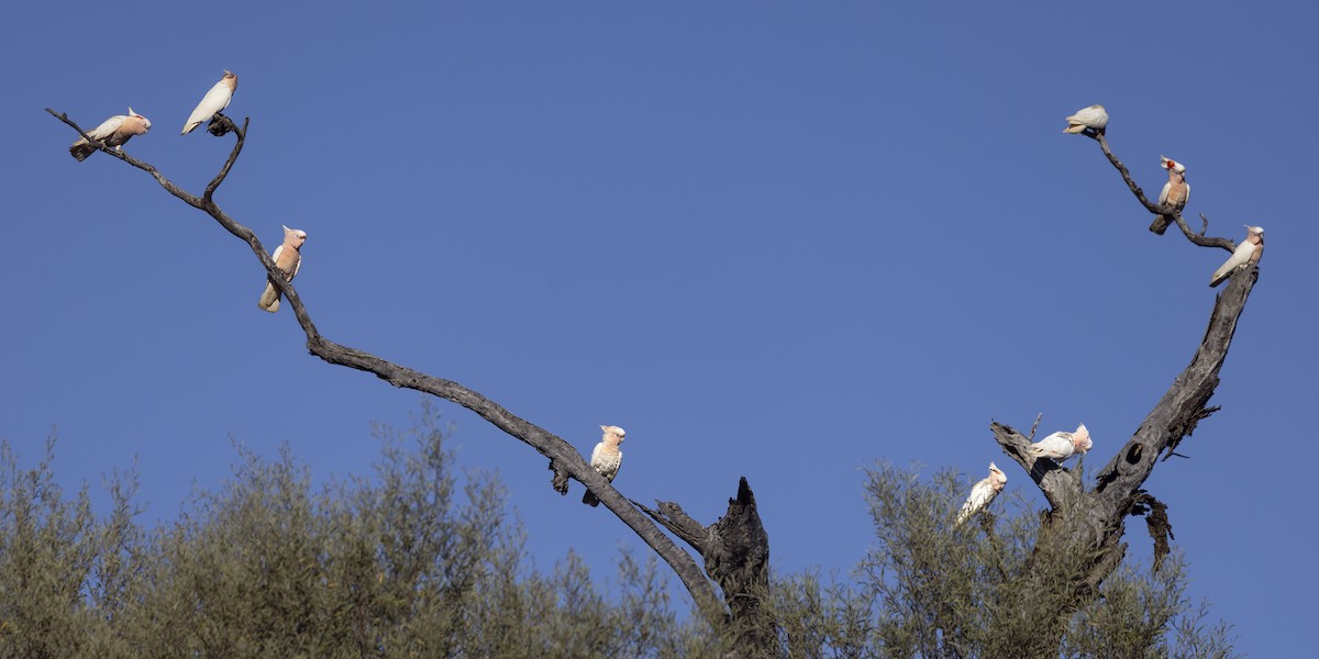 Pink Cockatoo - ML623938011