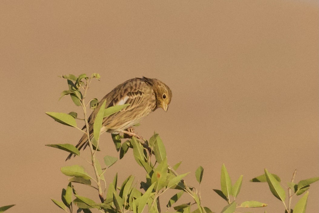 Corn Bunting - ML623938021