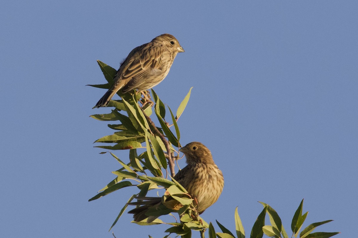 Corn Bunting - ML623938022