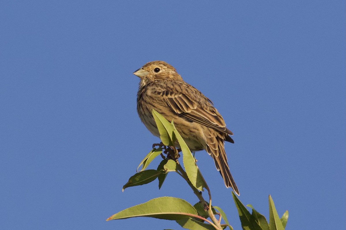 Corn Bunting - ML623938023