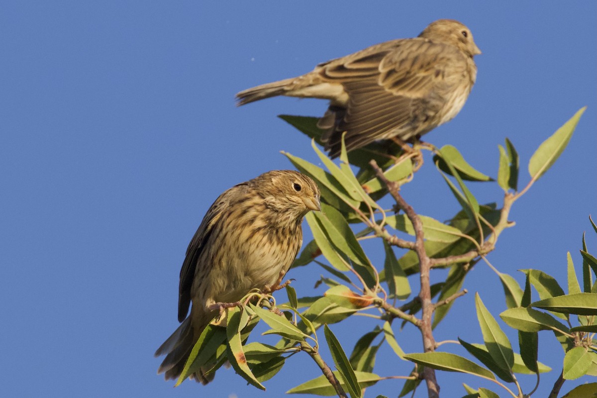 Corn Bunting - ML623938024