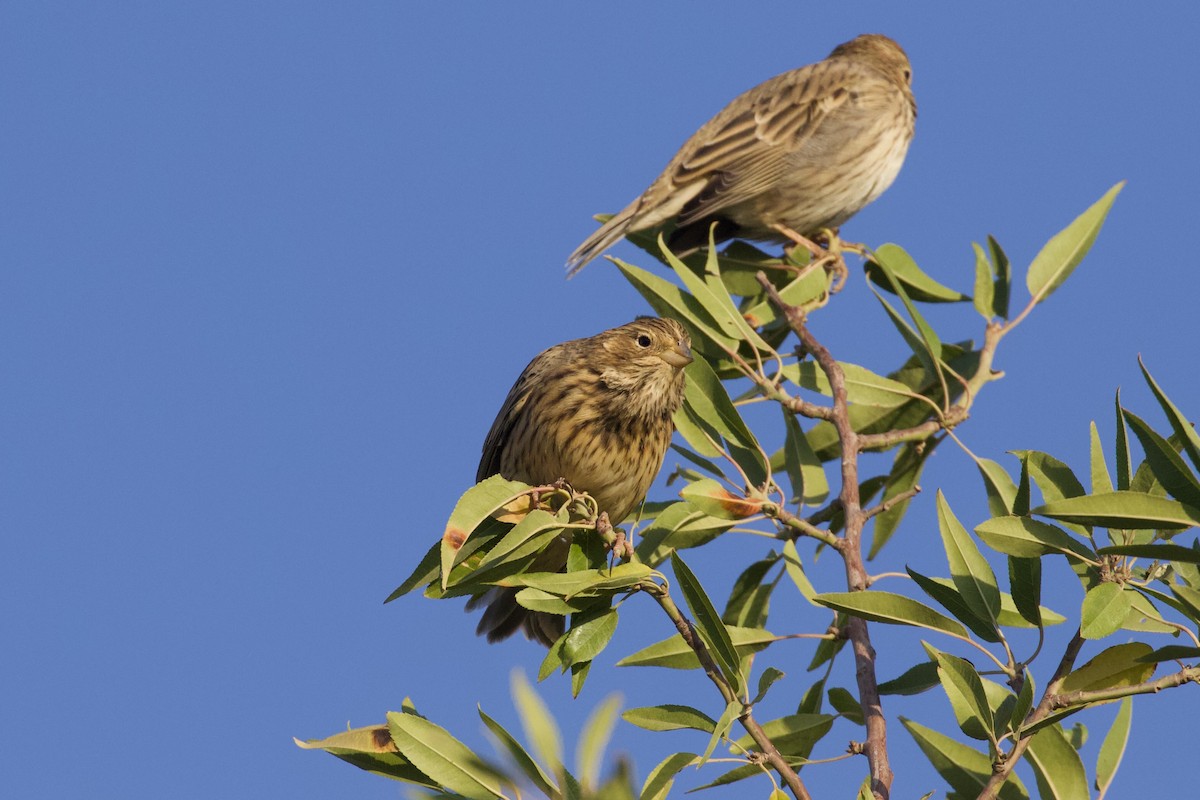 Corn Bunting - ML623938026