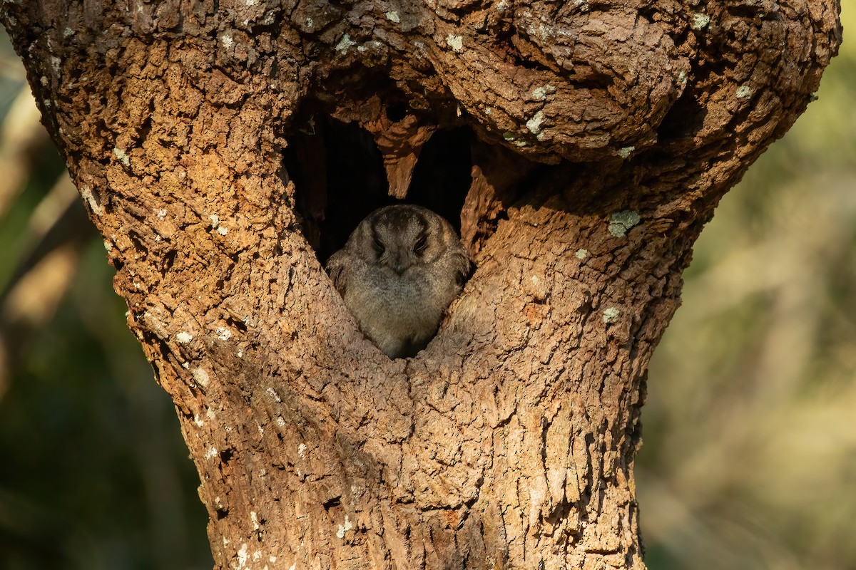 Australian Owlet-nightjar - ML623938028