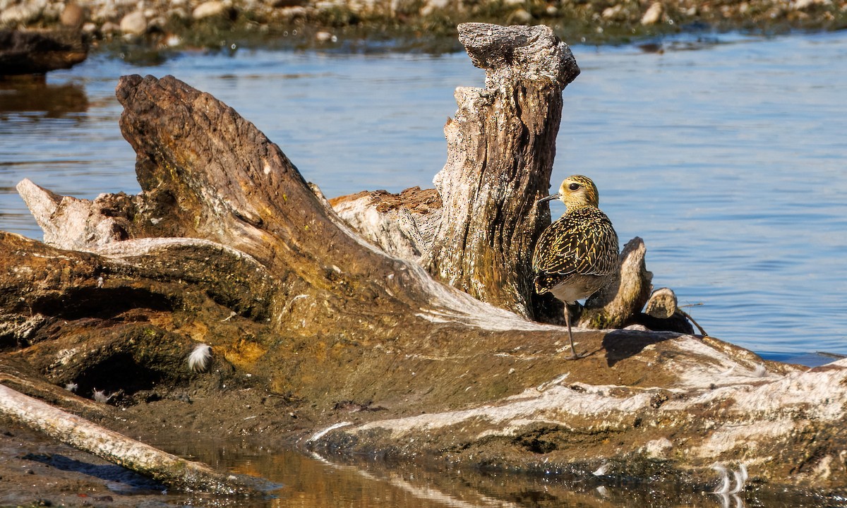 Chorlito Dorado Siberiano - ML623938029