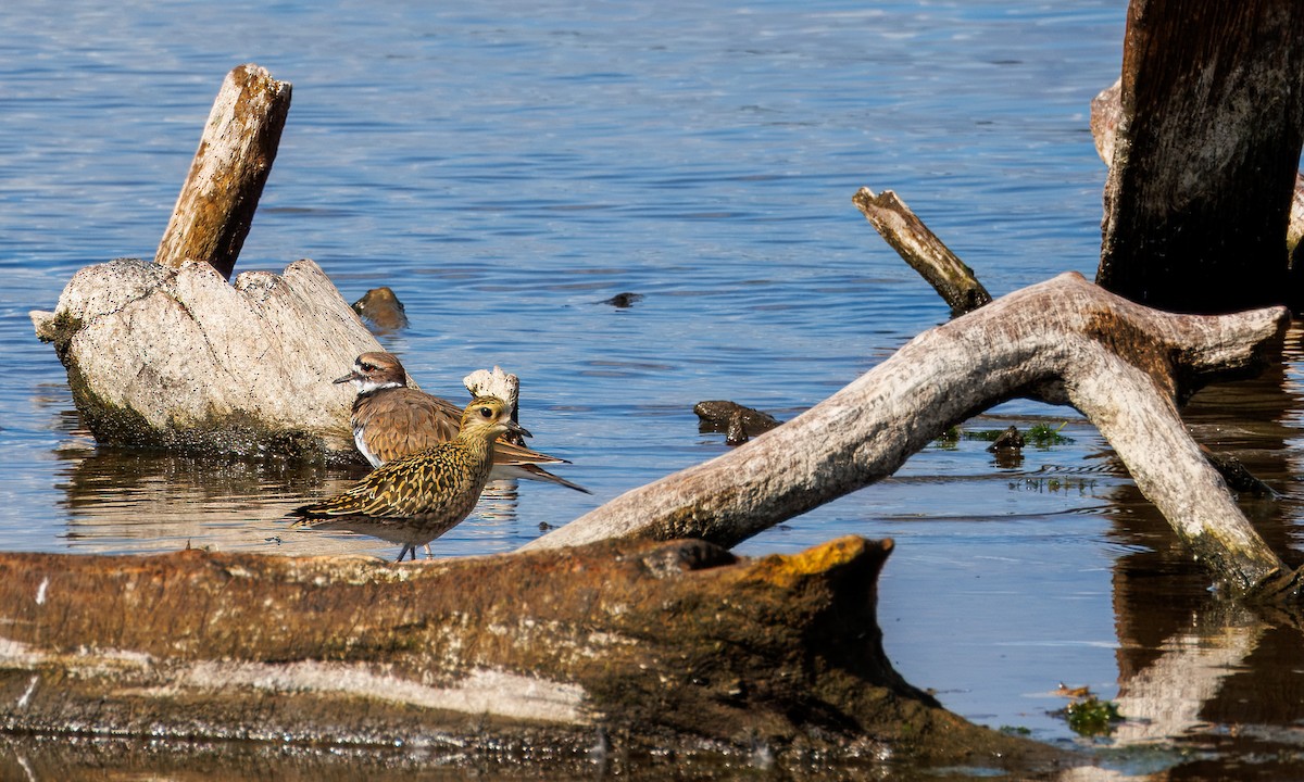 Pacific Golden-Plover - ML623938030