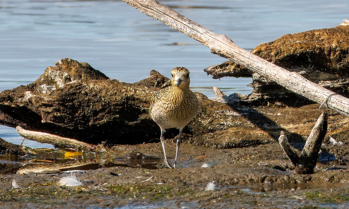 Pacific Golden-Plover - ML623938031