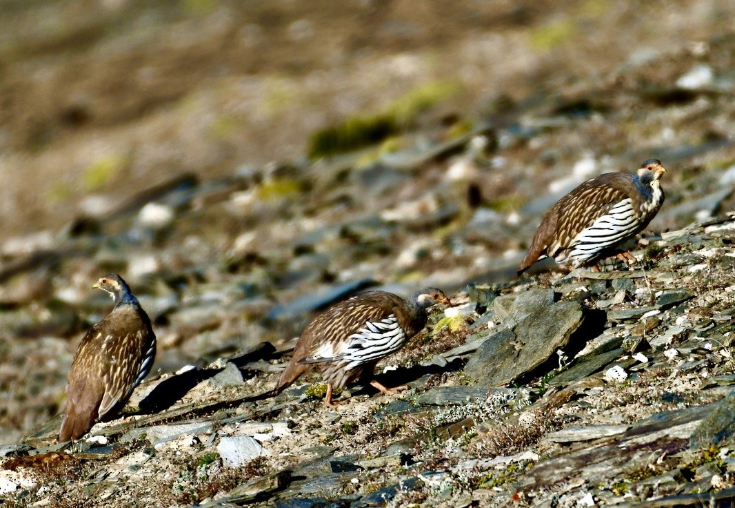 Tibetan Snowcock - Vikram Jha