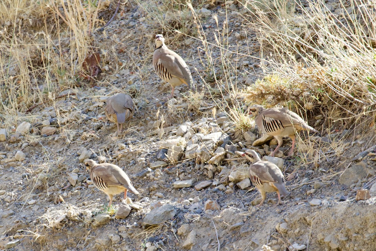 Chukar - ML623938050