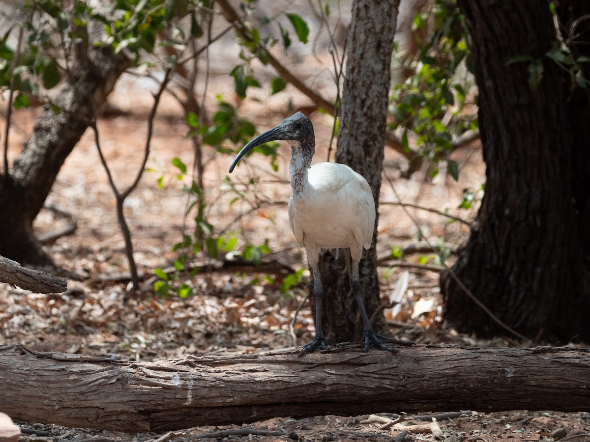 Ibis Moluqueño - ML623938062