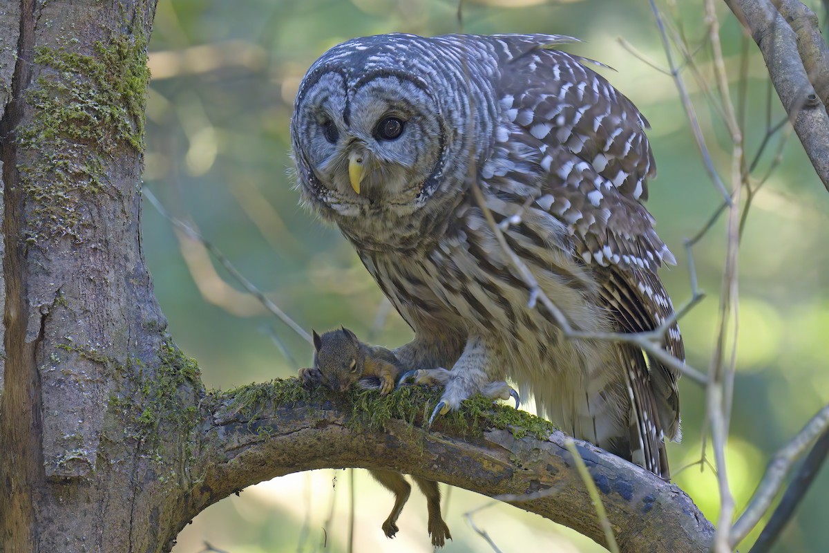 Barred Owl - ML623938066