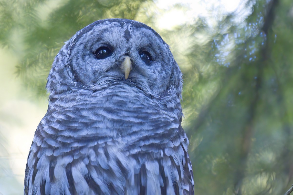 Barred Owl - ML623938072