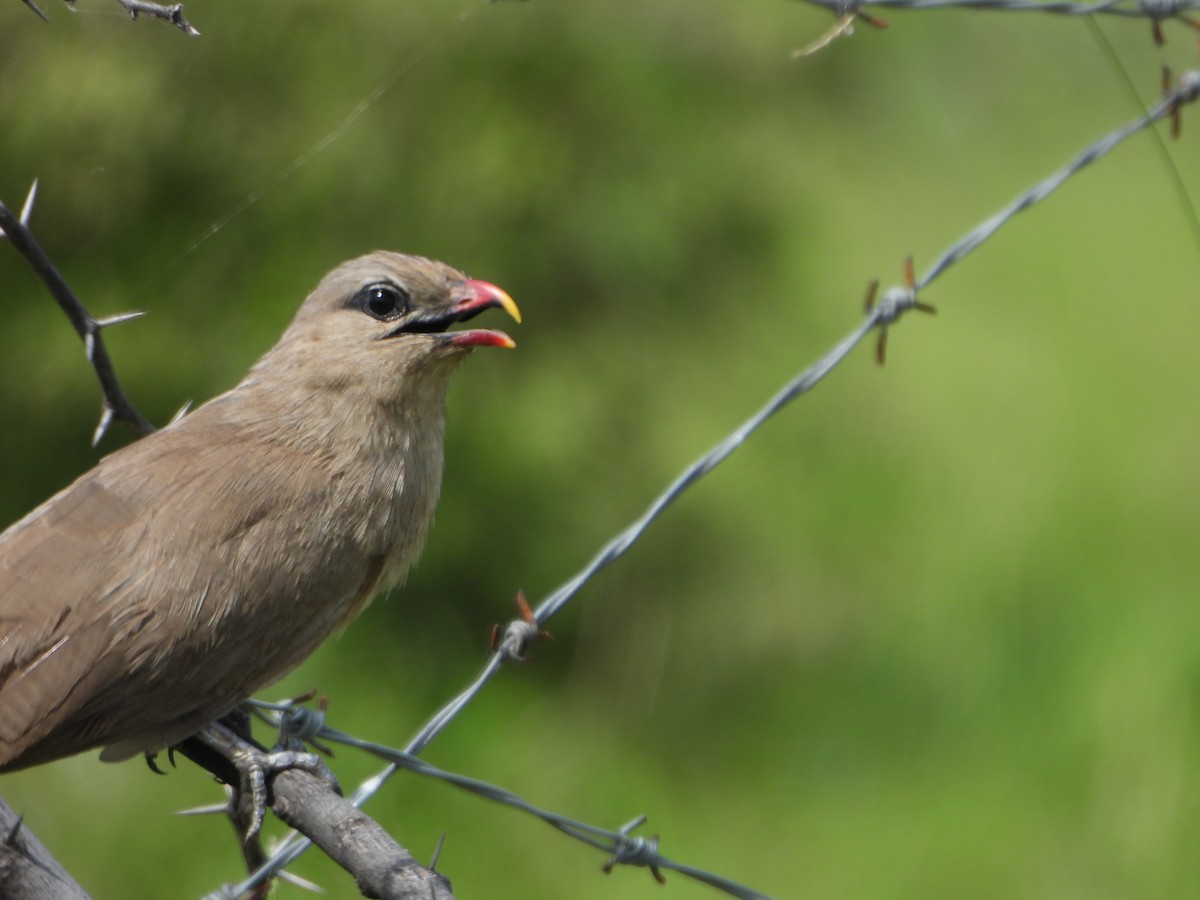 Sirkeer Malkoha - ML623938085