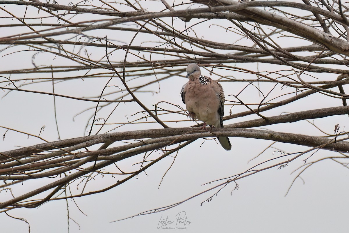 Spotted Dove - Allan Barredo