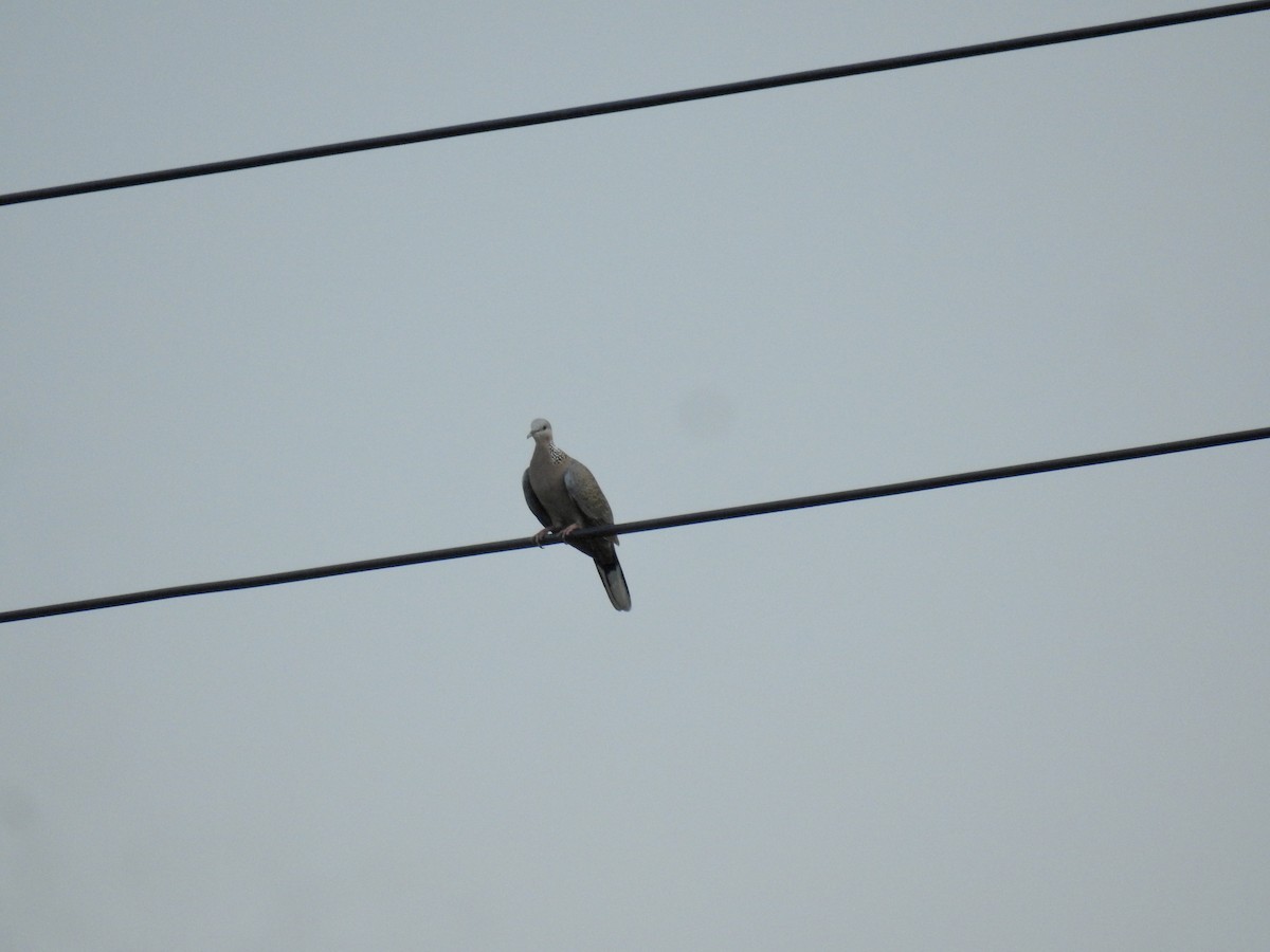 Spotted Dove - ML623938100