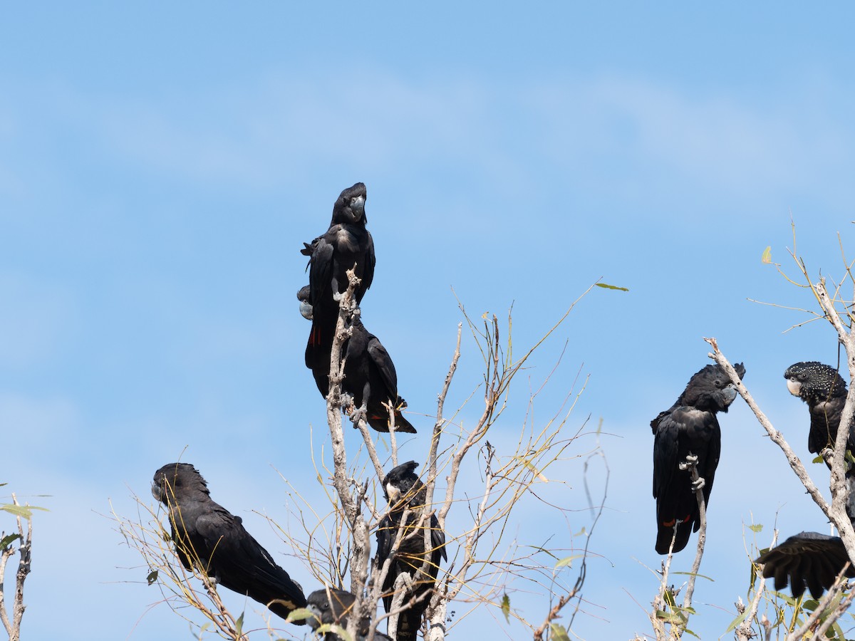 Red-tailed Black-Cockatoo - ML623938103