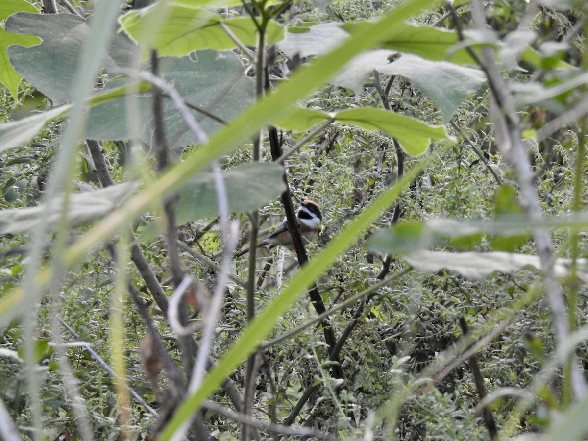 Black-throated Tit - ML623938124