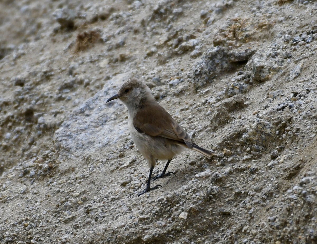 Ground Tit - ML623938139