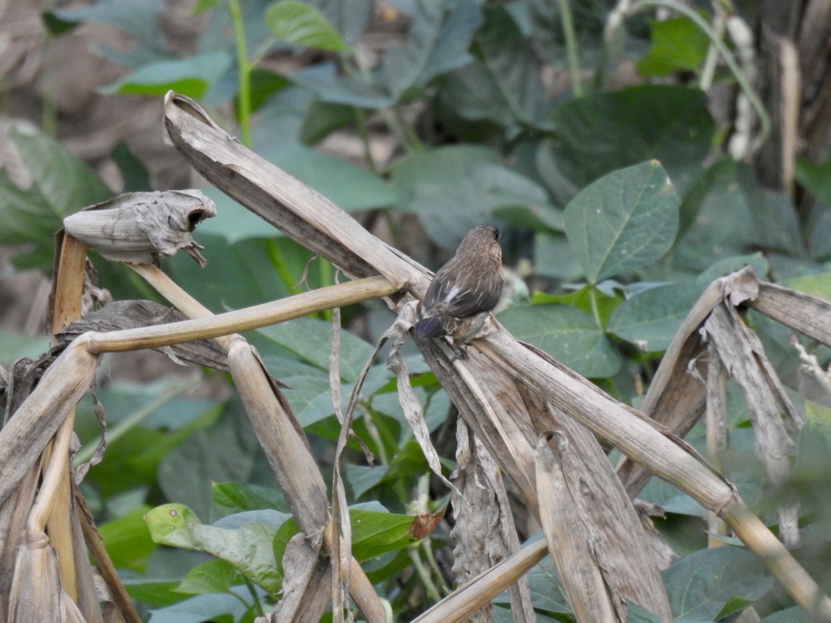 White-rumped Munia - ML623938146