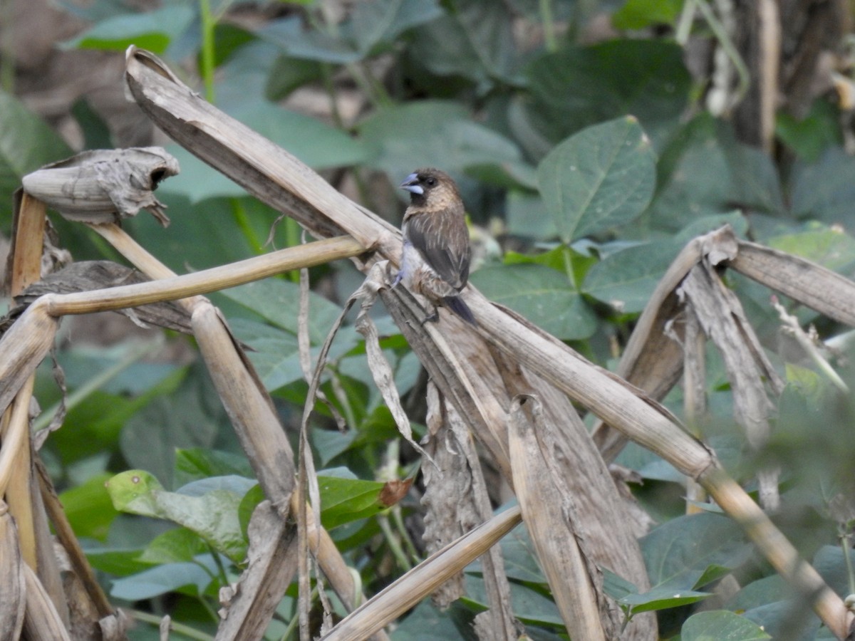 White-rumped Munia - ML623938147