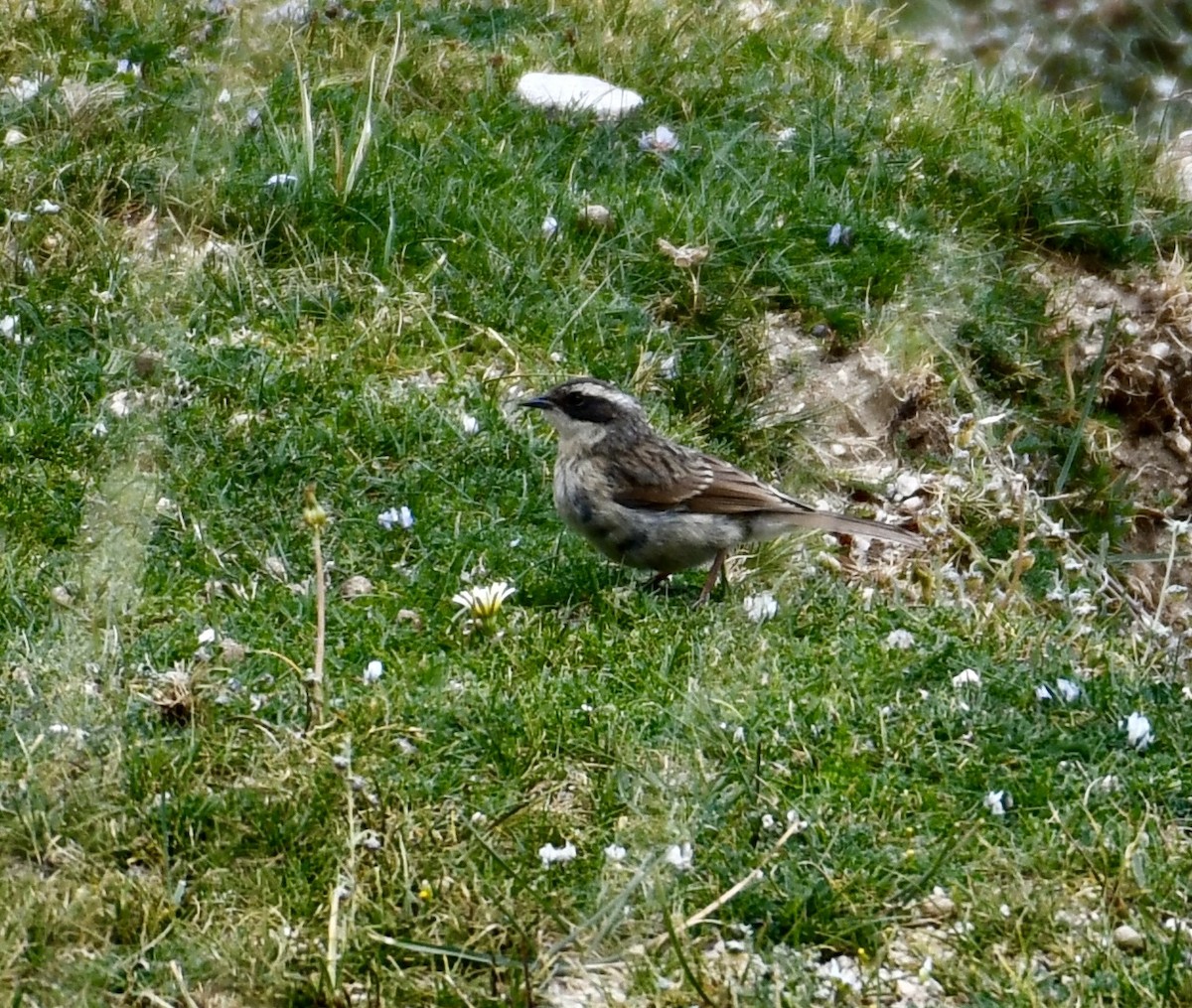 Brown Accentor - ML623938149