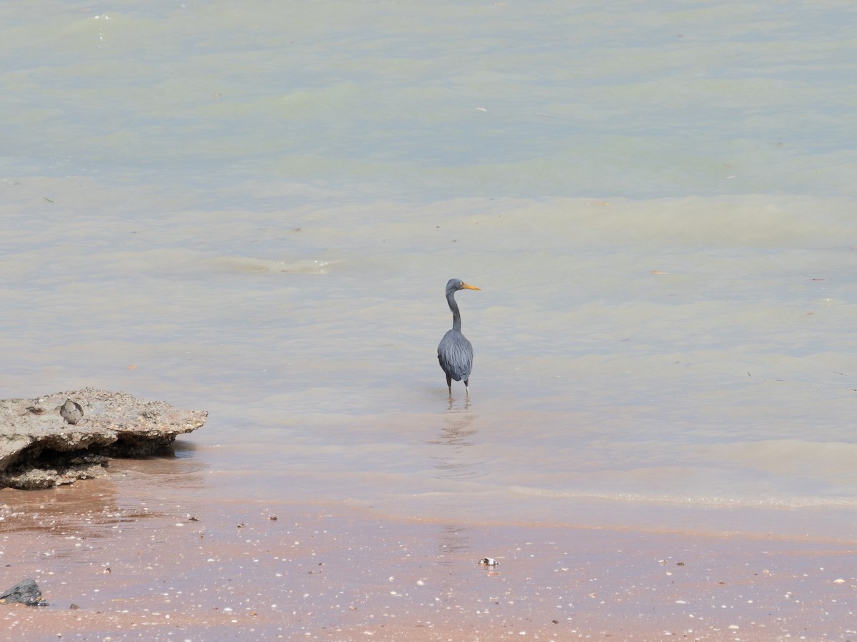 Pacific Reef-Heron - ML623938170