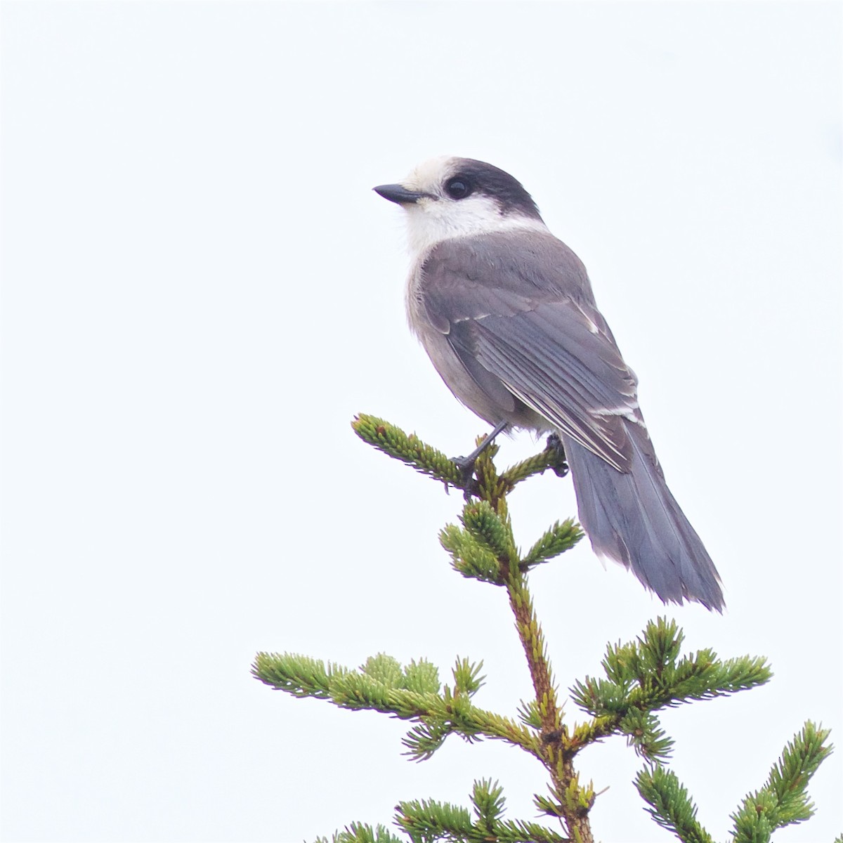 Canada Jay - ML623938198