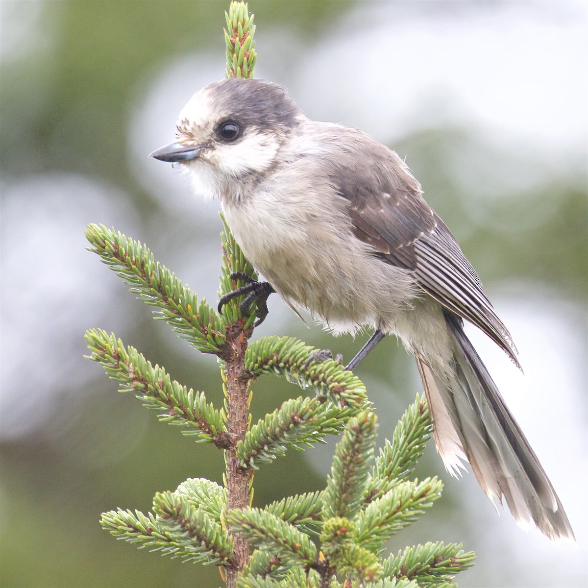 Canada Jay - ML623938199