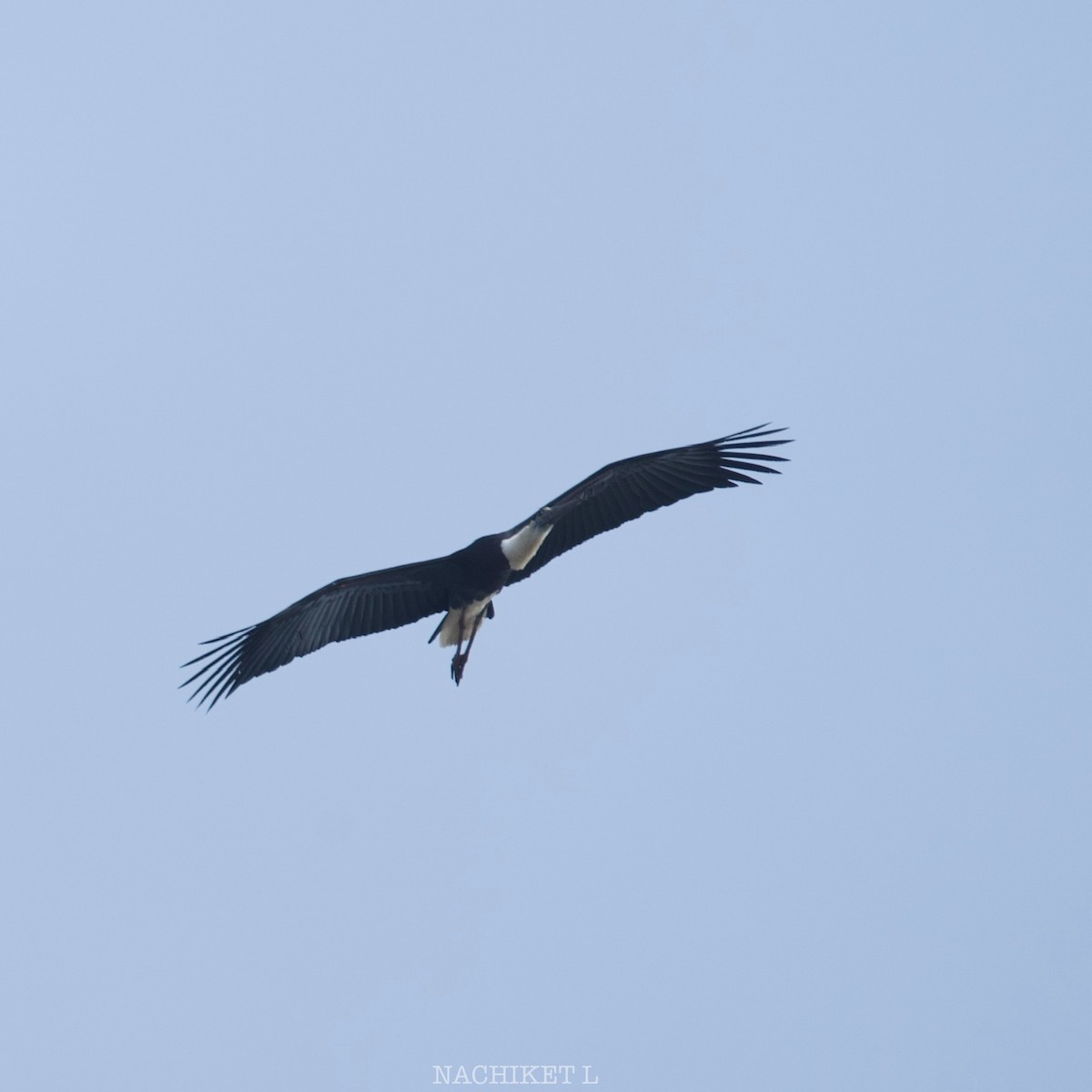 Asian Woolly-necked Stork - ML623938203