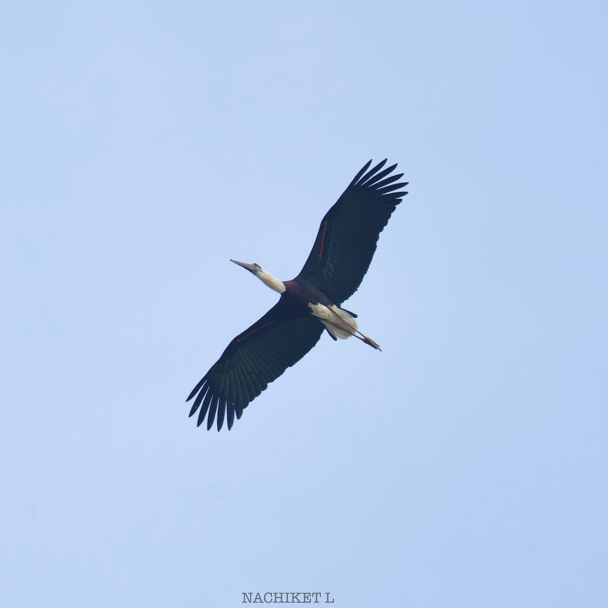 Asian Woolly-necked Stork - Nachiket Likhite