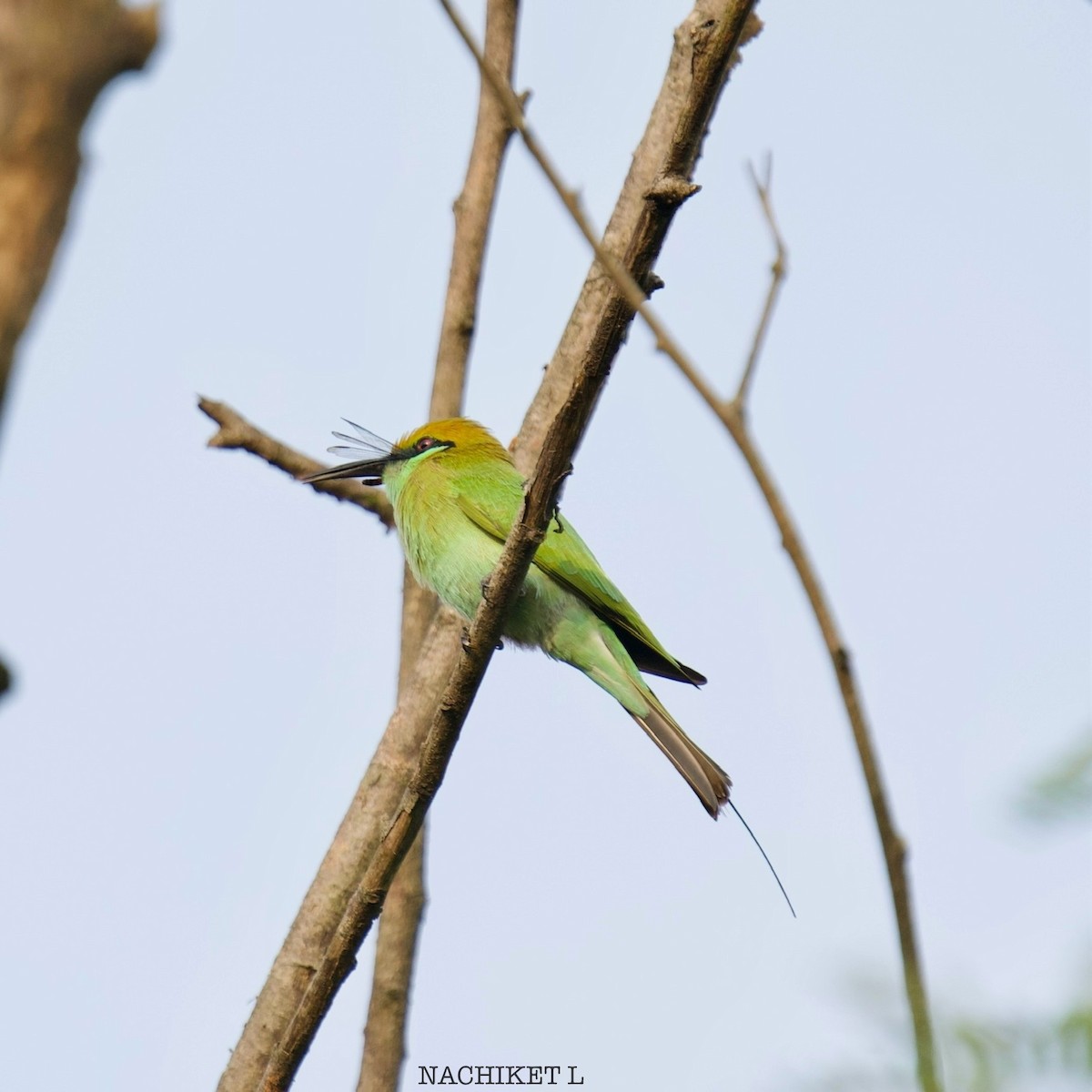 Asian Green Bee-eater - ML623938207