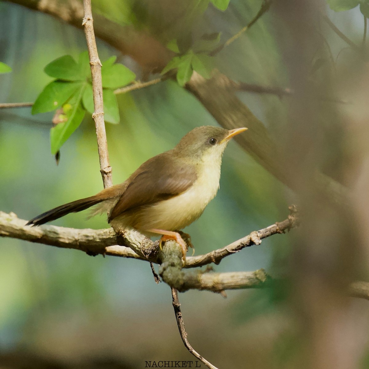 Ashy Prinia - ML623938209