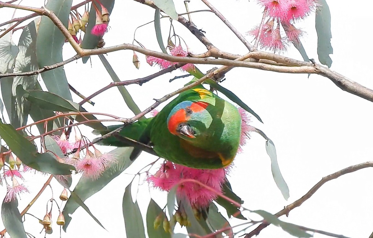 Musk Lorikeet - Thalia and Darren Broughton