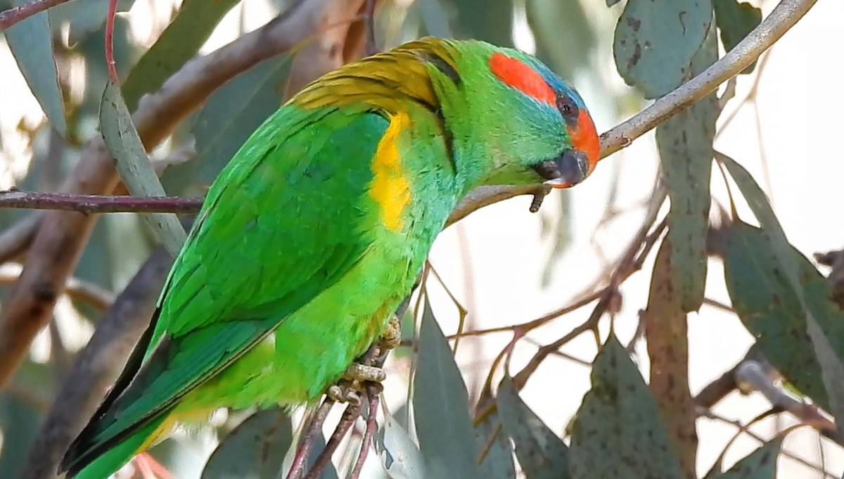 Musk Lorikeet - ML623938217