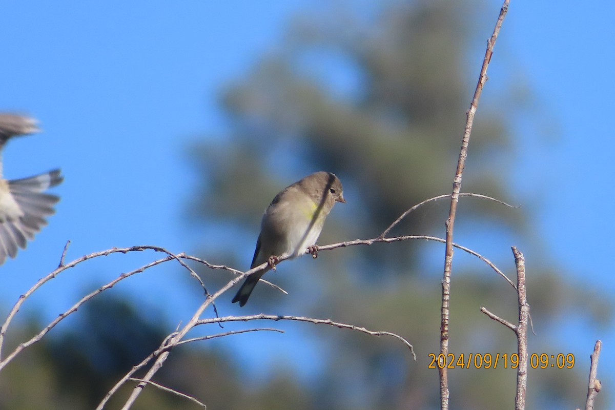 Lawrence's Goldfinch - ML623938218