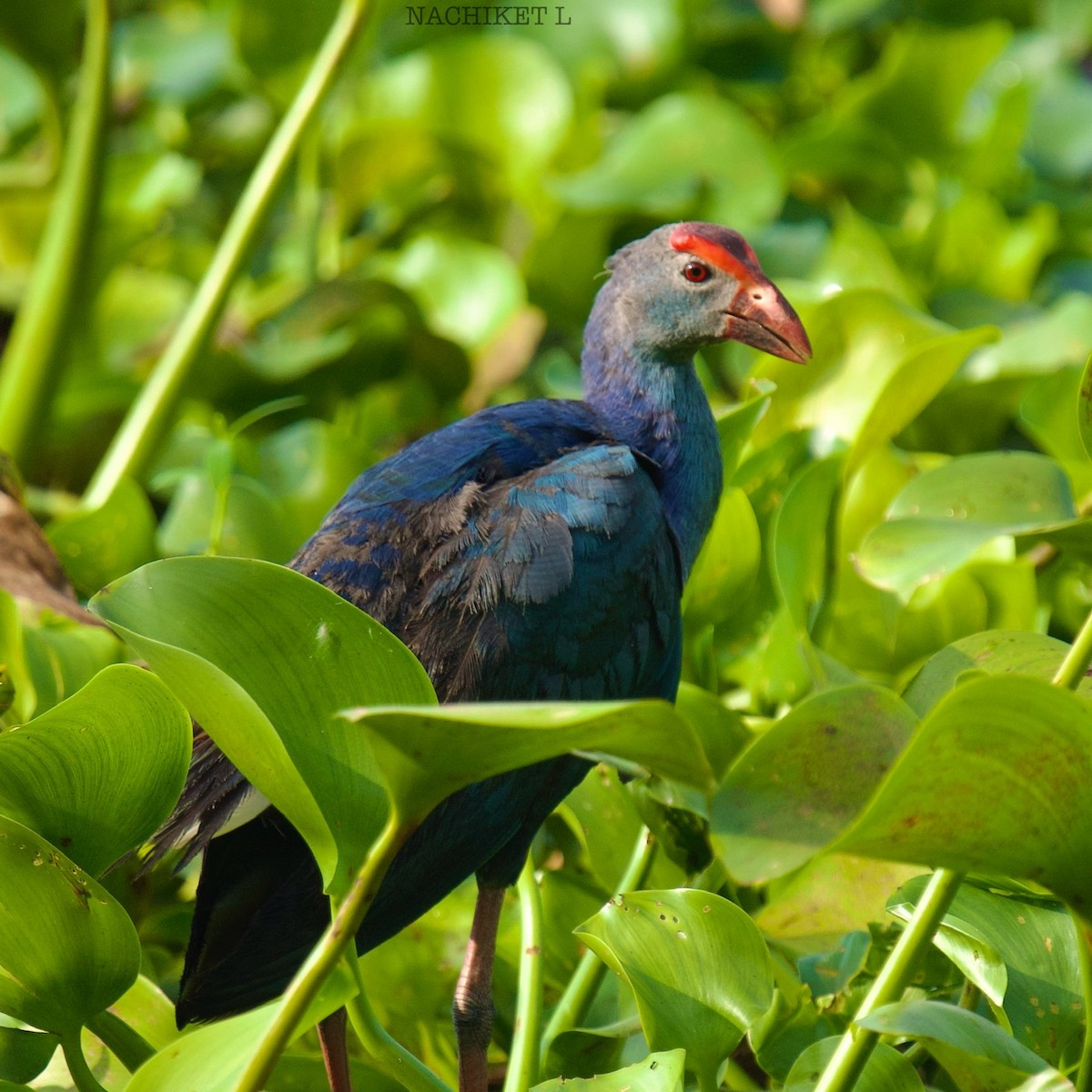 Gray-headed Swamphen - ML623938219