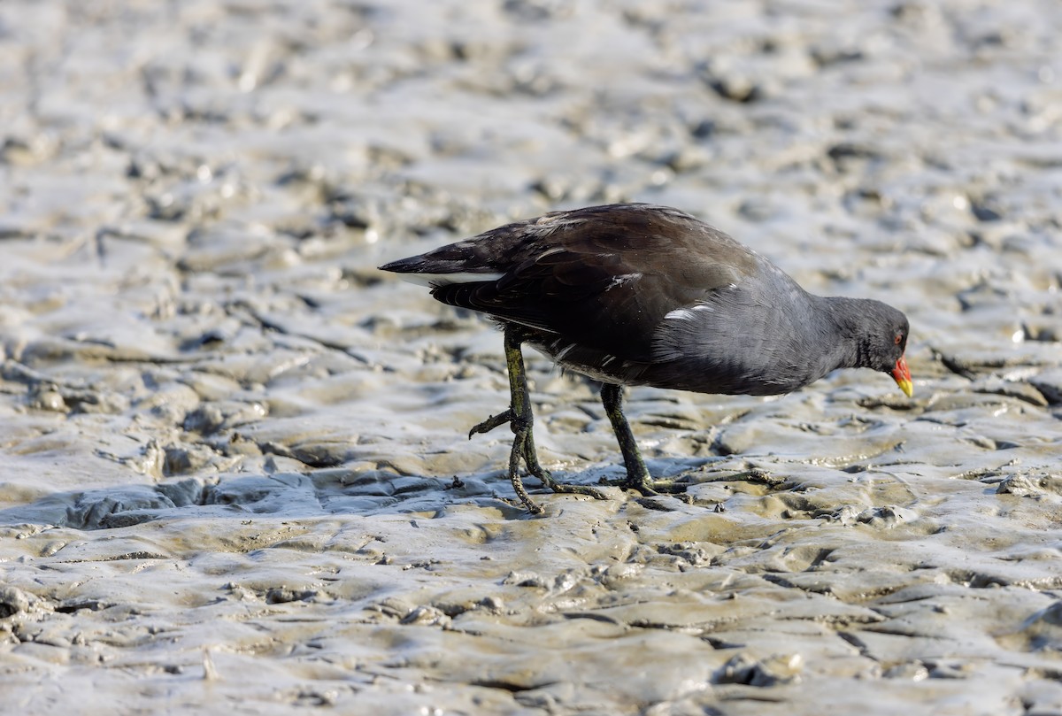 Eurasian Moorhen - ML623938220